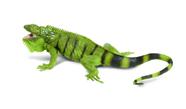 Modelo Iguana Lifelike 11 da Figurine Safari Ltd., para crianças de 3 anos ou mais