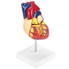 Modelo médico cardíaco em tamanho real, anatomicamente preciso, QWORK