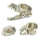 Modelos de caveira de animal MediTrainer Dog Cat Rabbit 13x9x12cm