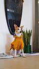 Moletom para Cachorro - Honey