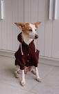 Moletom para Cachorro - Toffee Moletom para Cachorro - Toffee