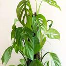 Monstera adansoni Monstera adansoni