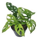 Monstera Adansonii Planta Rara Para Colecionadores + Vaso