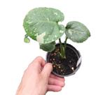 Monstera Variegata Thai Constellation muda Costela De Adão