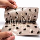 Mosca Armadilha Pousou Ficou Mosquito Da Fruta e Pernilongo Inseticida Kit Com 10 unidades