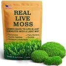 Moss LUCKYRUNES Leucobryum 20x20 cm Pacote de Musgo Vivo em Almofada Moss LUCKYRUNES Leucobryum 20x20 cm Pacote de Musgo Vivo em Almofada
