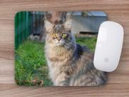 Mouse Pad Coleção Gatos Maine Coon, é um gato ou um tigre Mouse Pad Coleção Gatos Maine Coon, é um gato ou um tigre