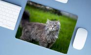 Mouse Pad Grande, Maine Coon Mouse Pad Grande, Maine Coon