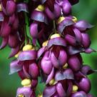 Mucuna pruriens - Sementes Mucuna pruriens - Sementes