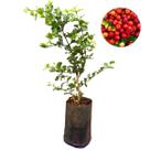 Muda Acerola Enxertada + Manual Frutas Doces E Naturais