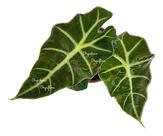 Muda Alocasia Polly Planta Natural Com Vaso Folhagem Exótica Muda Alocasia Polly Planta Natural Com Vaso Folhagem Exótica