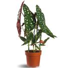 Muda Begônia Maculata Pote 17 Planta Decorativa Área Interna