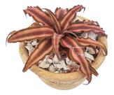 Muda Bromelia Neoregelia Cryptanthus Rosada Com Vaso