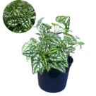 Muda Caladium Variegata Coração De Jesus Tinhorão Ornamental Cor:Verde