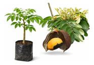 Muda Copaiba Com Propriedades Medicinais - Envio Rapido Muda Copaiba Com Propriedades Medicinais - Envio Rapido
