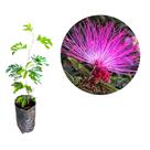 Muda da Flor Caliandra Rosa'(Para Bonsai)