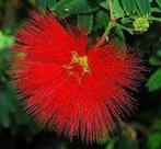 Muda da Flor Caliandra Vermelha Muda da Flor Caliandra Vermelha