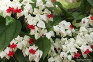 Muda da Flor Lágrima de Cristo Branca - Clerodendron Thomsoniae