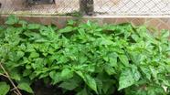 Muda da Pimenta Carolina Reaper com Flores, a Pimenta Forte e Segunda Mais Ardida do Mundo Muda da Pimenta Carolina Reaper com Flores, a Pimenta Forte e Segunda Mais Ardida do Mundo