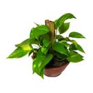 Muda Da Planta Jibóia 40cm Com Cuia P/ Decoração Interna