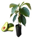 Muda De Abacate Fortuna - Feito Por Enxertia