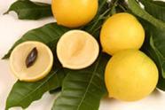 Muda De Abiu Amarelo - Produz Em Menos De 2 Anos