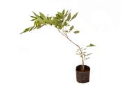 Muda de Acacia Imperial altura 0,40 cm a 0,80 cm