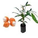 Muda de Achachairu 20 a 40cm AMK - Plantas Online Muda de Achachairu 20 a 40cm AMK - Plantas Online