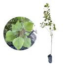 Muda de Alamo Populus 50 a 80cm AMK - Plantas Online