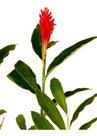 Muda De Alpinia