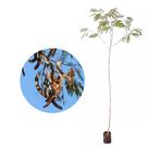 Muda de Angico do Cerrado 20 a 40cm AMK - Plantas Online Muda de Angico do Cerrado 20 a 40cm AMK - Plantas Online