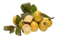 Muda De Araçá Amarelo - Exótica