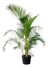 Muda De Areca Bambu