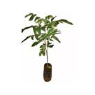 Muda De Aroeira Verdadeira 20 a 40cm