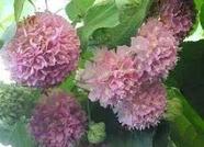 Muda de Astrapéia ou Dombéia Rosa (ATRAI ABELHAS)