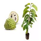 Muda de Atemoia 20 a 40cm AMK - Plantas Online