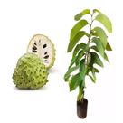 Muda de Atemoia 50 a 80cm AMK - Plantas Online Muda de Atemoia 50 a 80cm AMK - Plantas Online