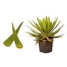 Muda de Babosa 20 a 40cm AMK - Plantas Online