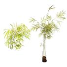 Muda de Bambuza 50 a 80cm AMK - Plantas Online