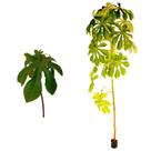 Muda de Banana de Macaco 20 a 40cm AMK - Plantas Online