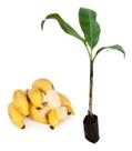 Muda De Banana Maça 20cm a 40cm