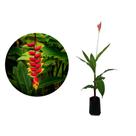Muda de Bananeira Ornamental 20 a 40cm AMK - Plantas Online Muda de Bananeira Ornamental 20 a 40cm AMK - Plantas Online
