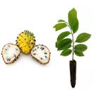 Muda de Biriba 20 a 40cm AMK - Plantas Online Muda de Biriba 20 a 40cm AMK - Plantas Online