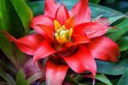 Muda de Bromelia Altura 0,40 cm a 0,80 cm