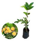 Muda De Cabeludinha Amarela - Produz Rápido