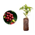 Muda de Cafe Catuai Vermelho 20 a 40cm AMK - Plantas Online