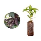 Muda de Cafe IBC 20 a 40cm AMK - Plantas Online