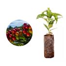 Muda de Cafe Obata 50 a 80cm AMK - Plantas Online
