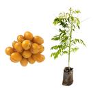Muda de Caja Manga Ana 20 a 40cm AMK - Plantas Online Muda de Caja Manga Ana 20 a 40cm AMK - Plantas Online