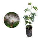 Muda de Caliandra 20 a 40cm AMK - Plantas Online